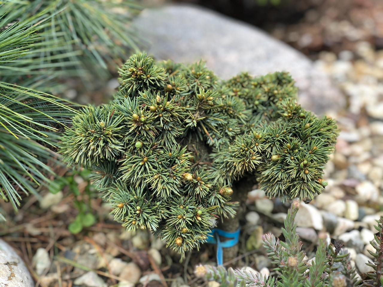 Picea pungens ‘Porcupine’