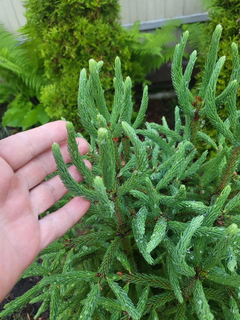 Picea mariana ‘Craig’