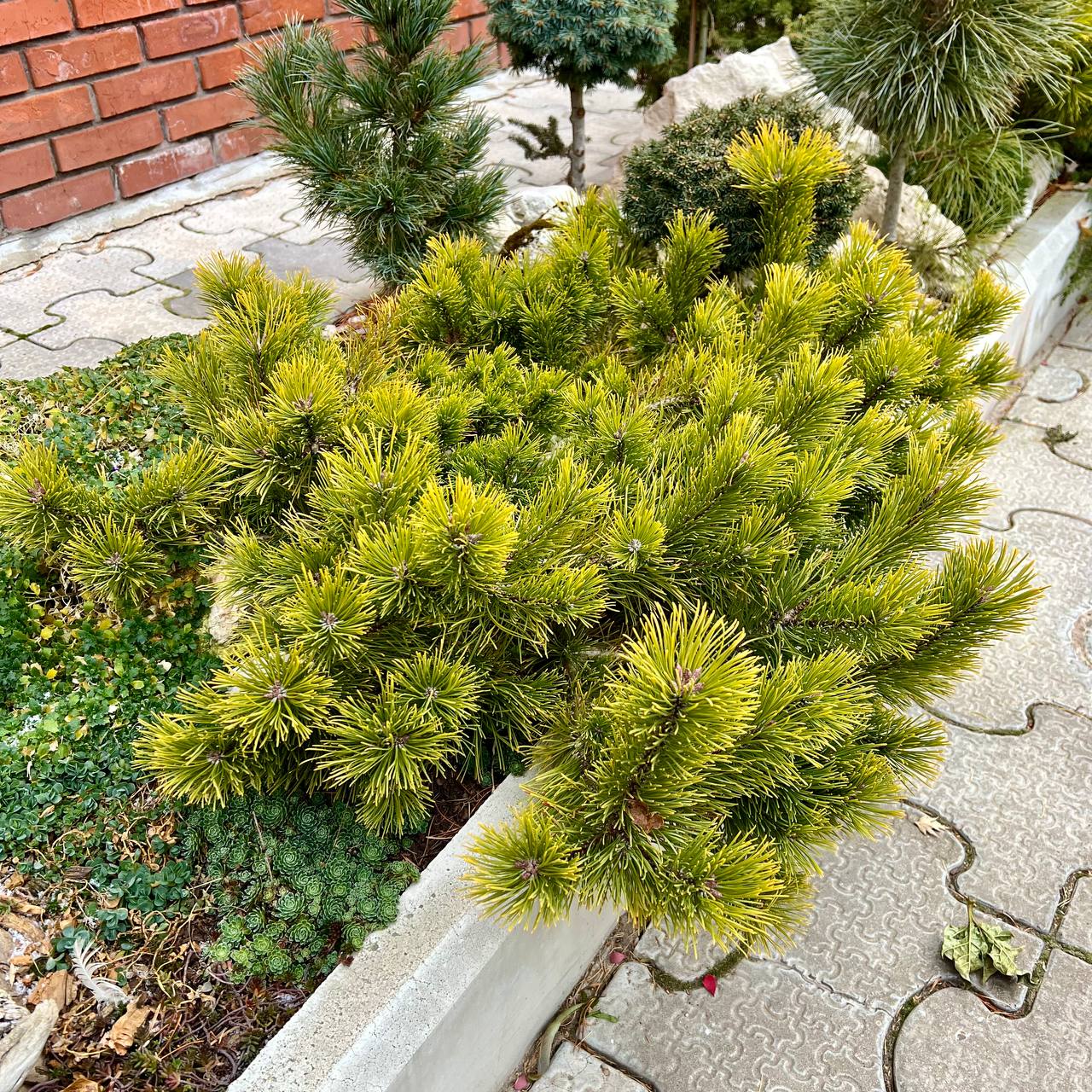 Pinus mugo ‘Little Goldstar’