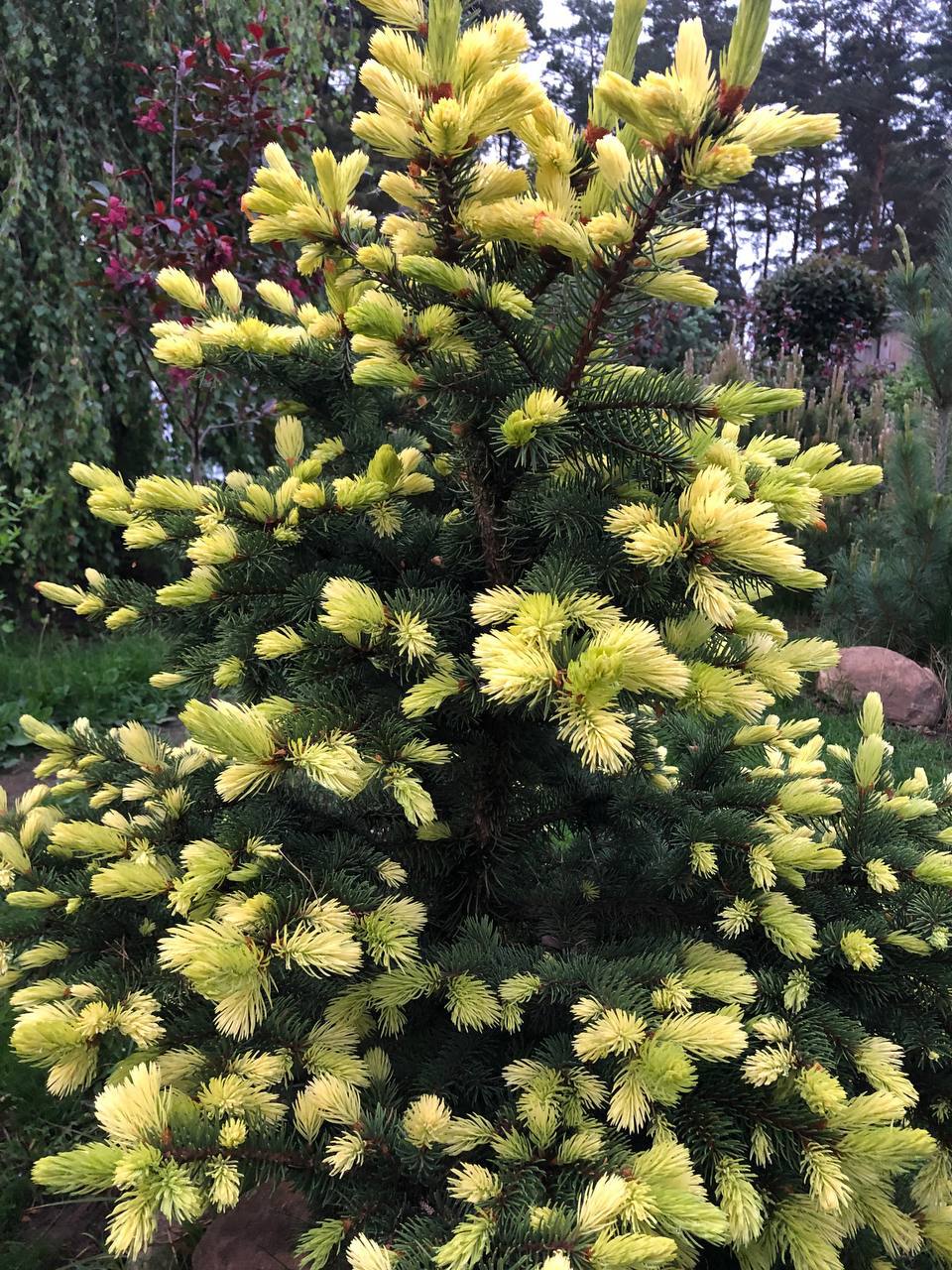 Picea pungens ‘Maigold’