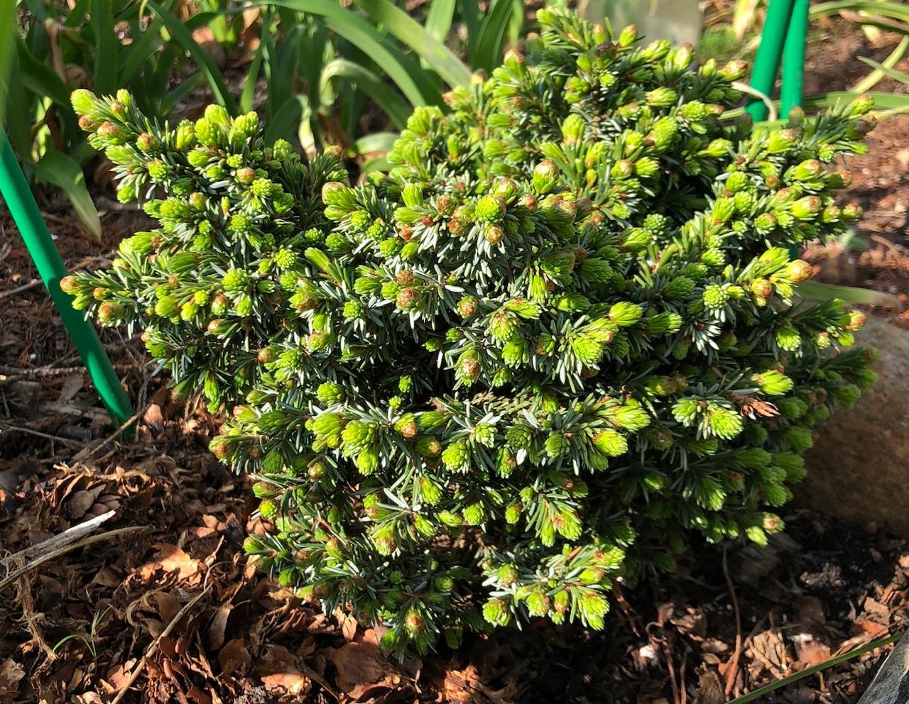 Picea omorika ‘Gunter’