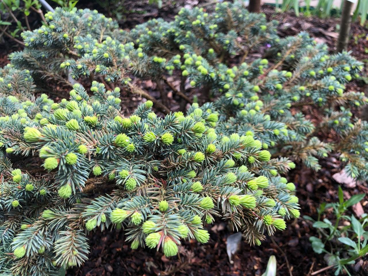 Picea pungens 'Kuba'