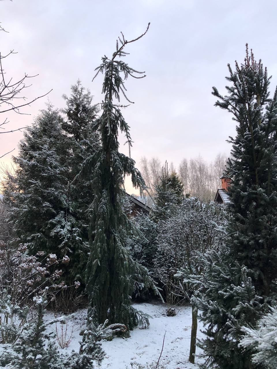 Picea abies 'Rothenhaus'