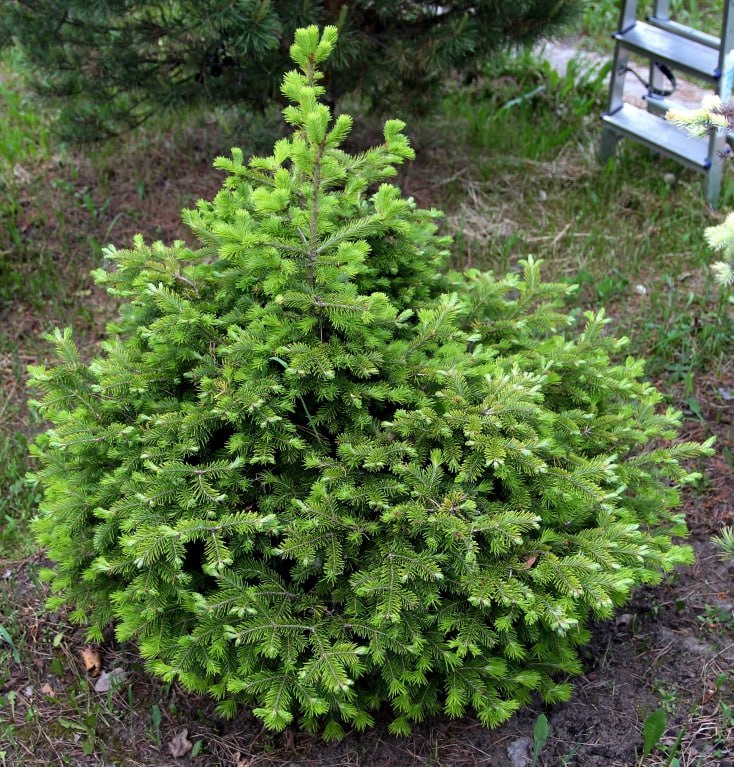Abies sibirica 'Macroconica'