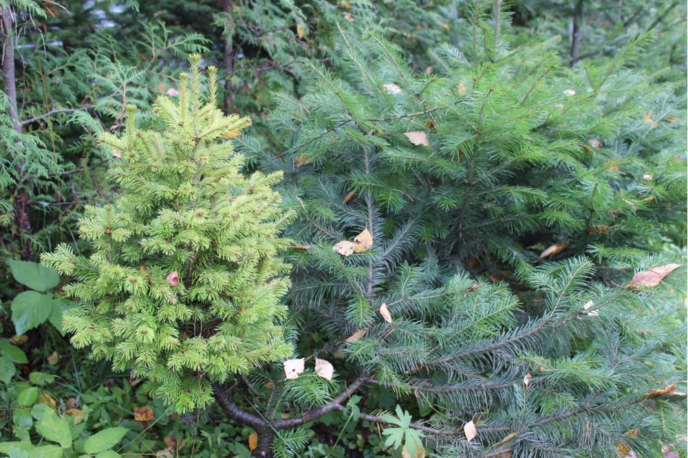 Abies sibirica 'Siberian Beauty'