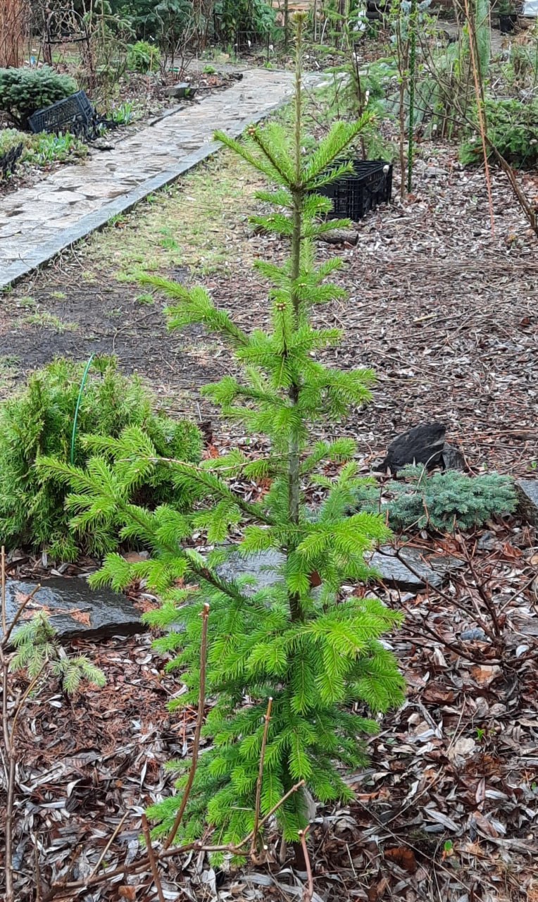 Abies sibirica 'Macroconica'