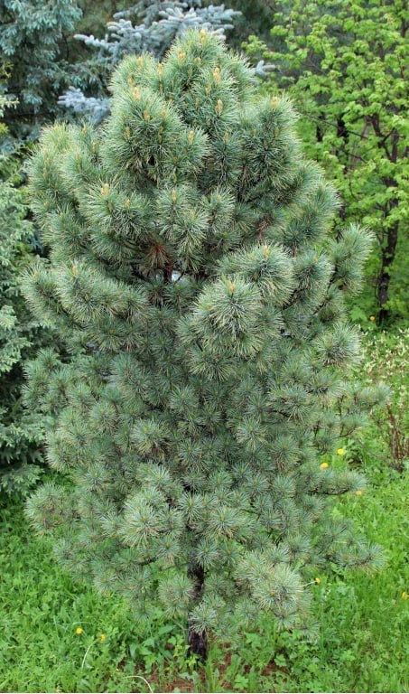 Pinus sibirica 'Biosfera'