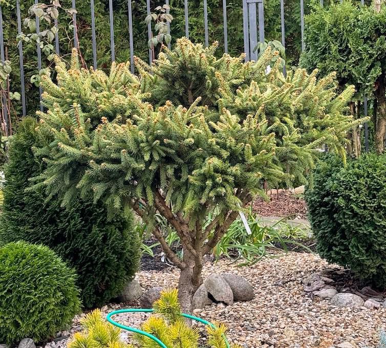 Picea abies 'Decak'