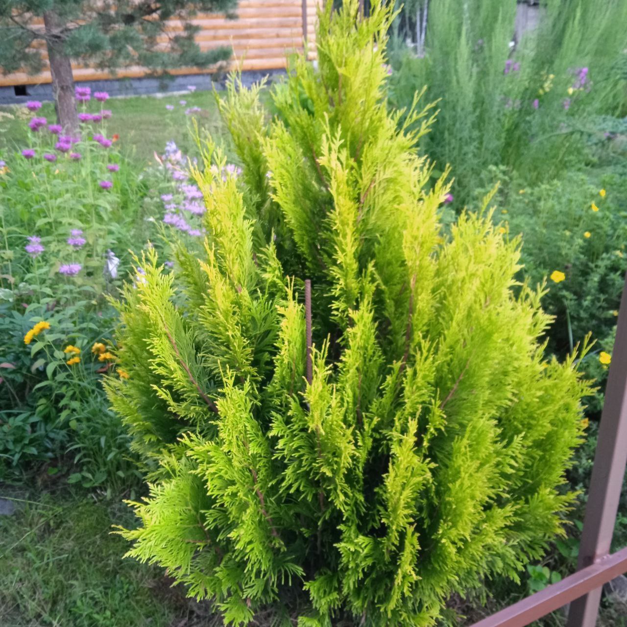 Thuja plicata 'Forever Goldy'