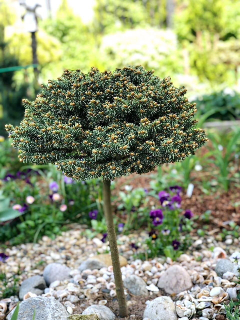 Picea pungens 'Blue Pearl'