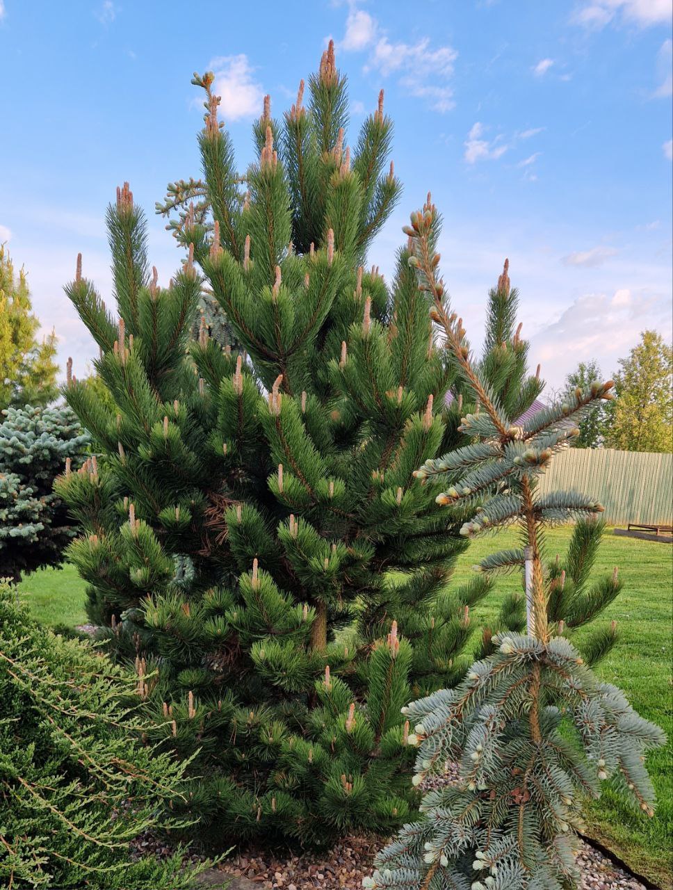 Pinus nigra ‘Oregon Green’