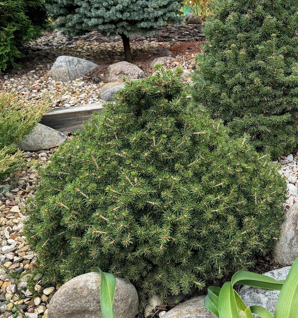Picea abies ‘Dan's Dwarf’