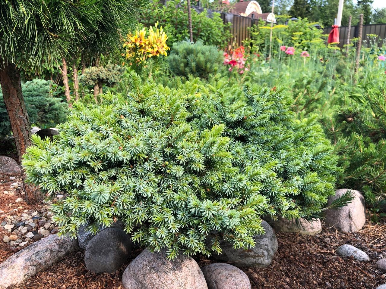 Picea omorika 'Fuchs’