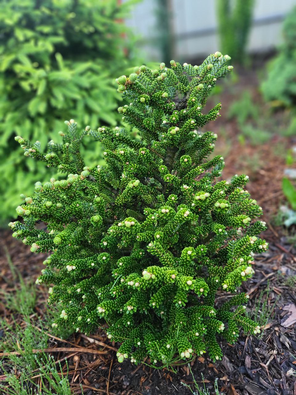Abies koreana 'Oberon'