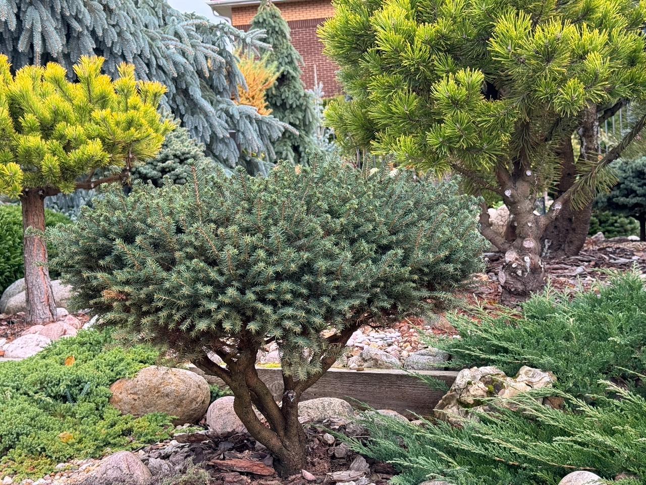 Picea omorika ‘Karel’