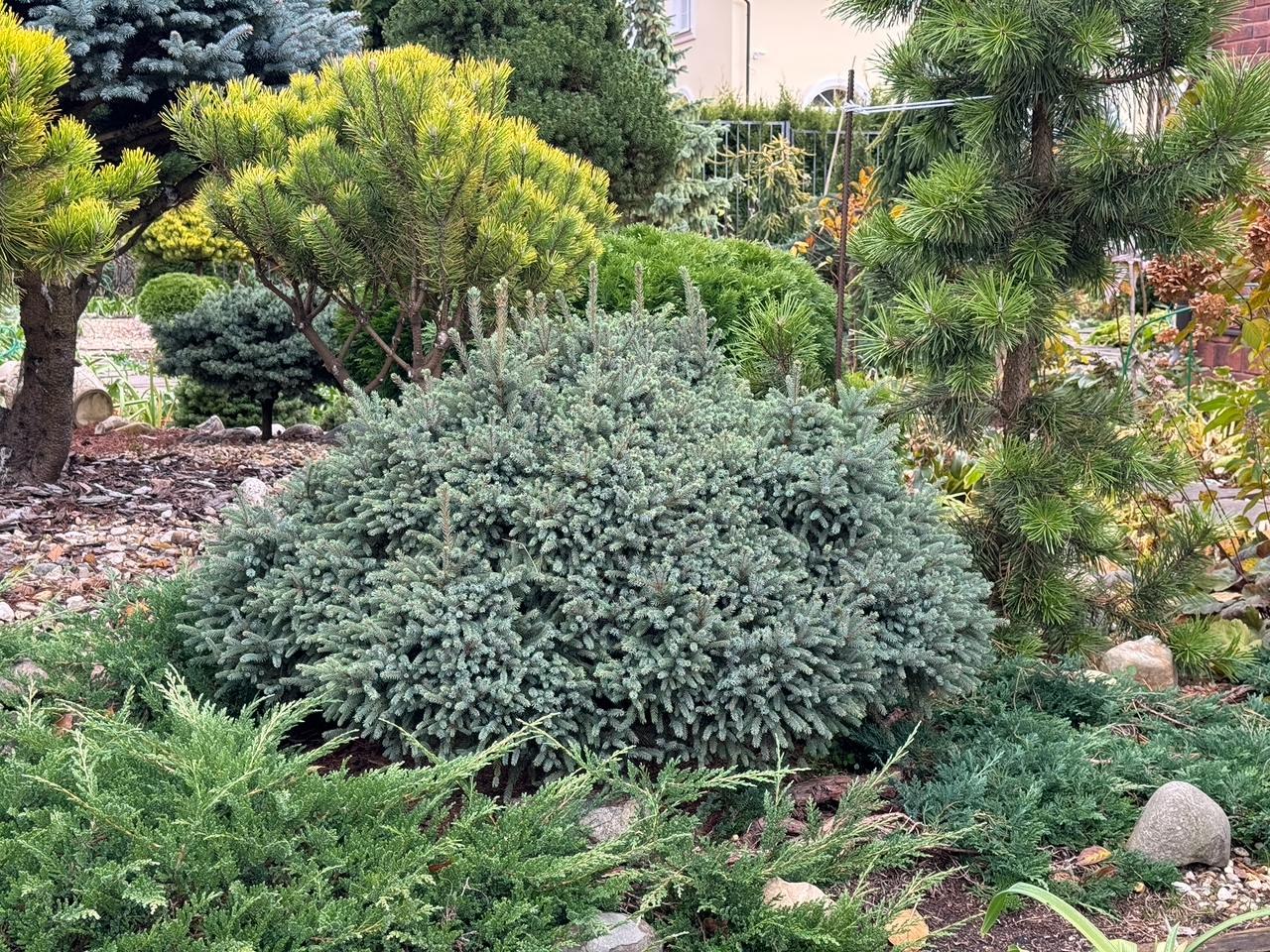 Picea glauca ‘Echiniformis’