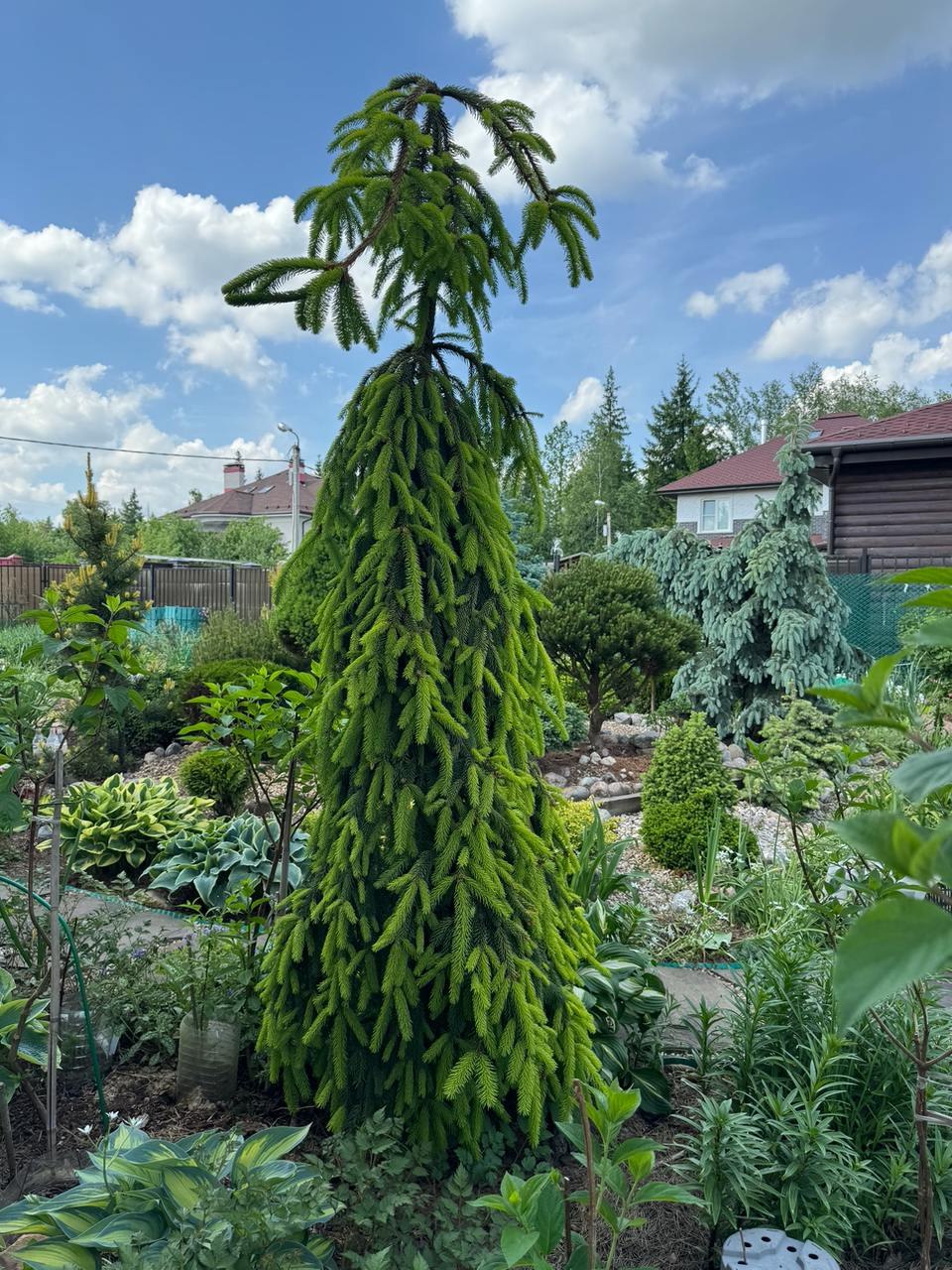 Picea abies ‘Gold Drift’