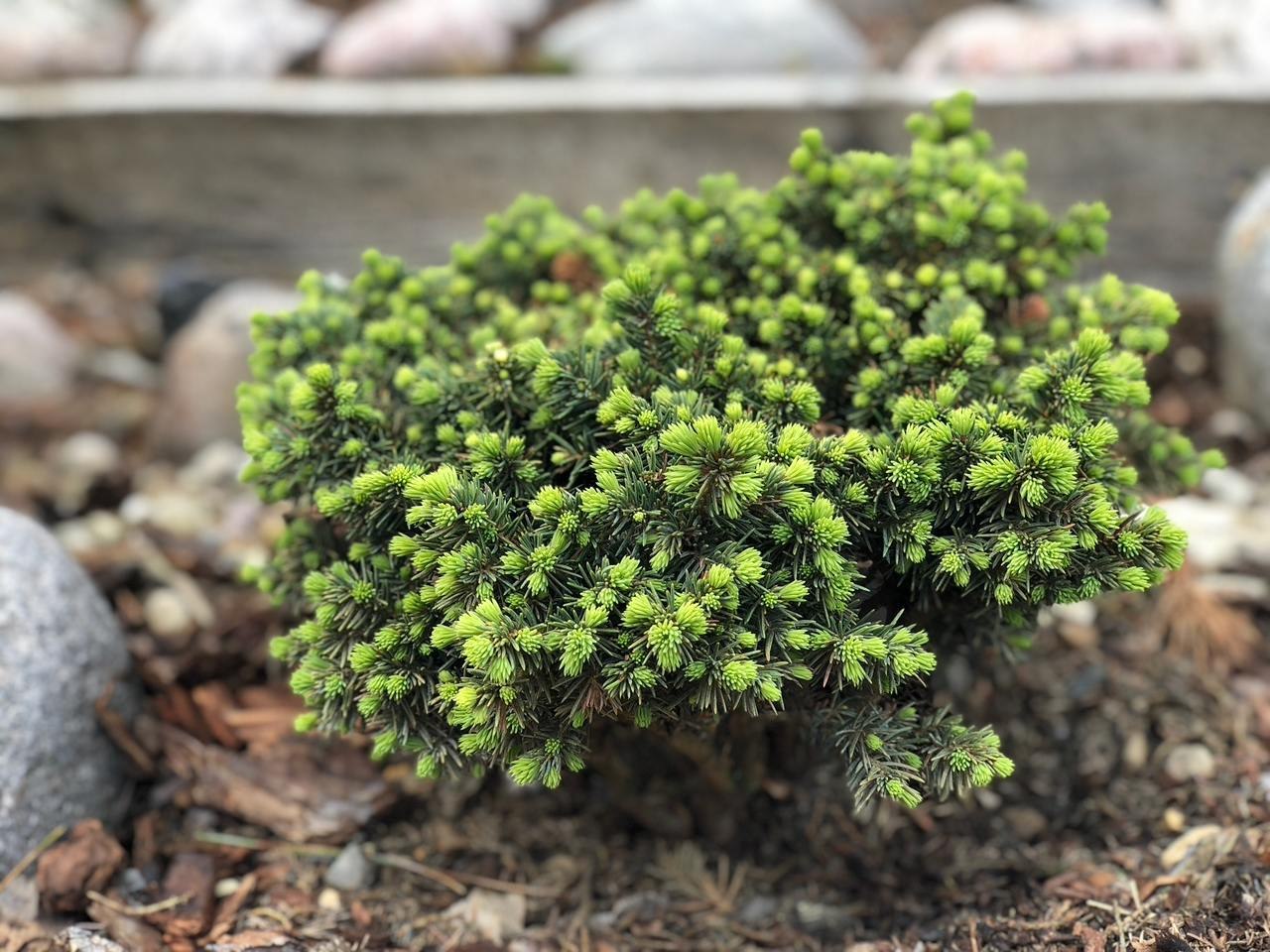 Picea pungens ‘Frieda’