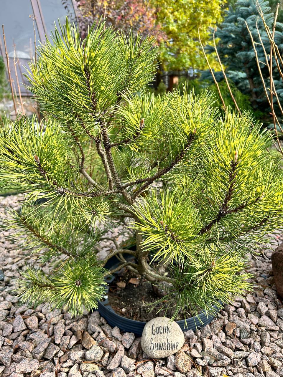 Pinus mugo ‘Sunshine’
