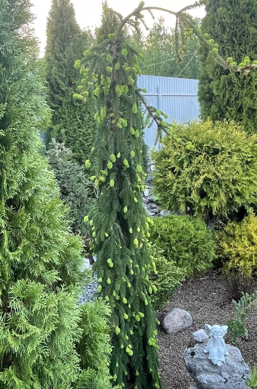 Picea abies 'Inversa'