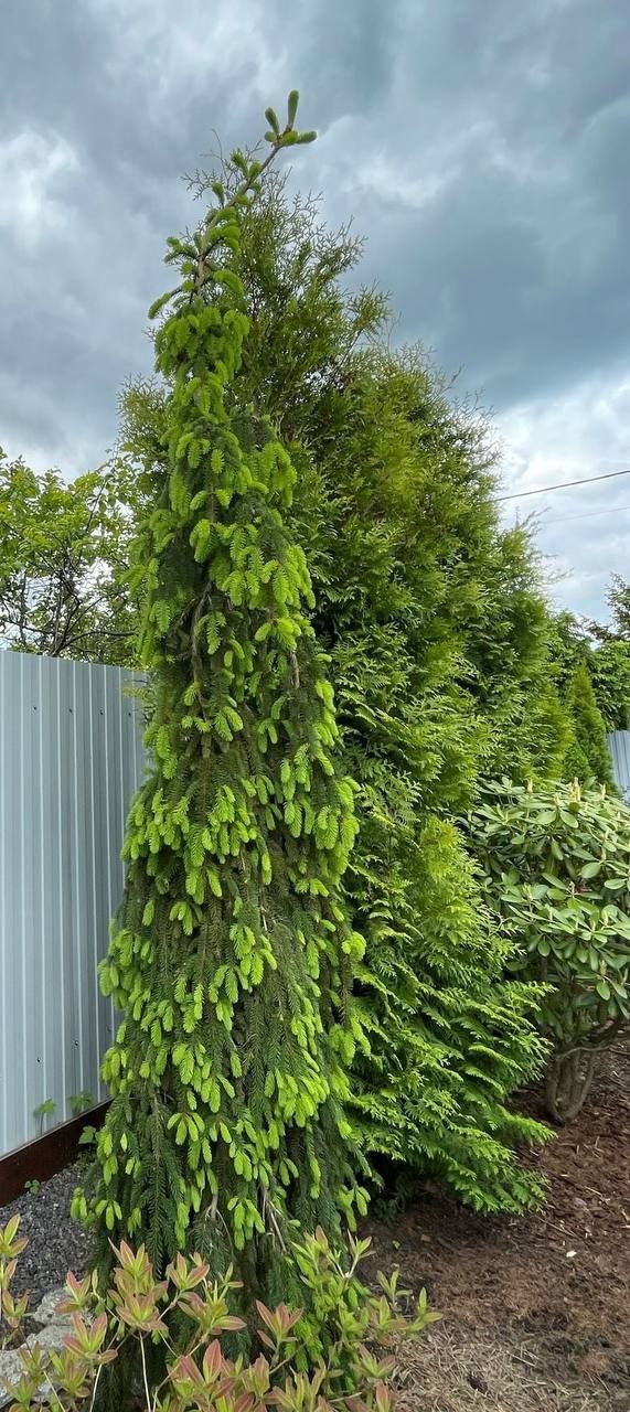 Picea abies 'Inversa'