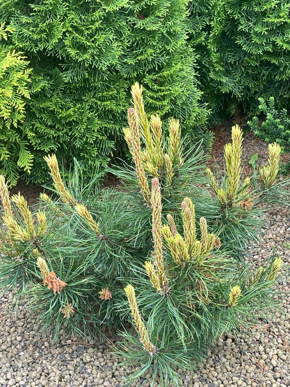 Pinus mugo 'Sunshine'