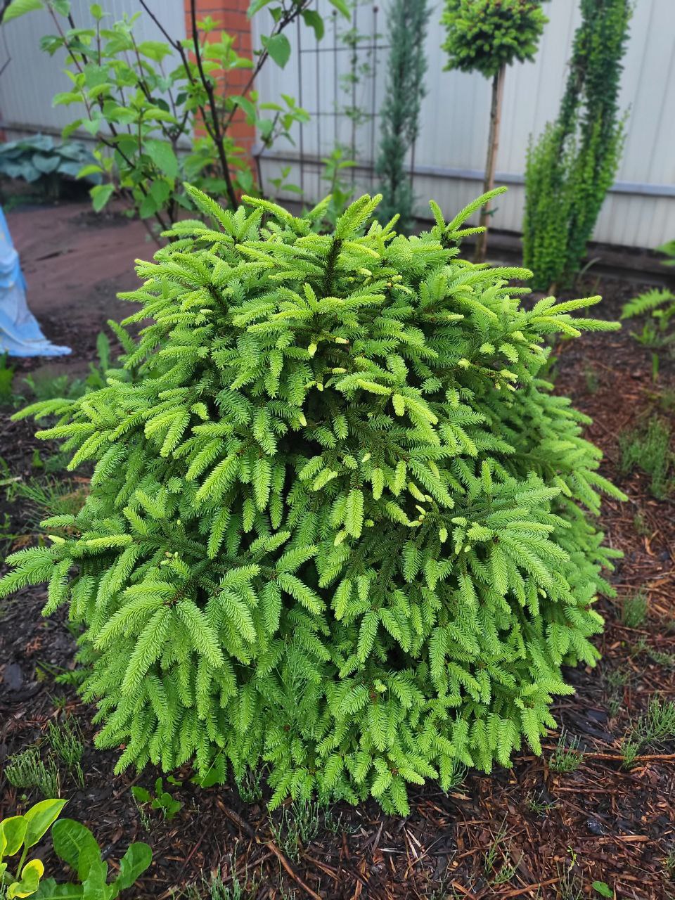 Picea abies ‘Compacta’