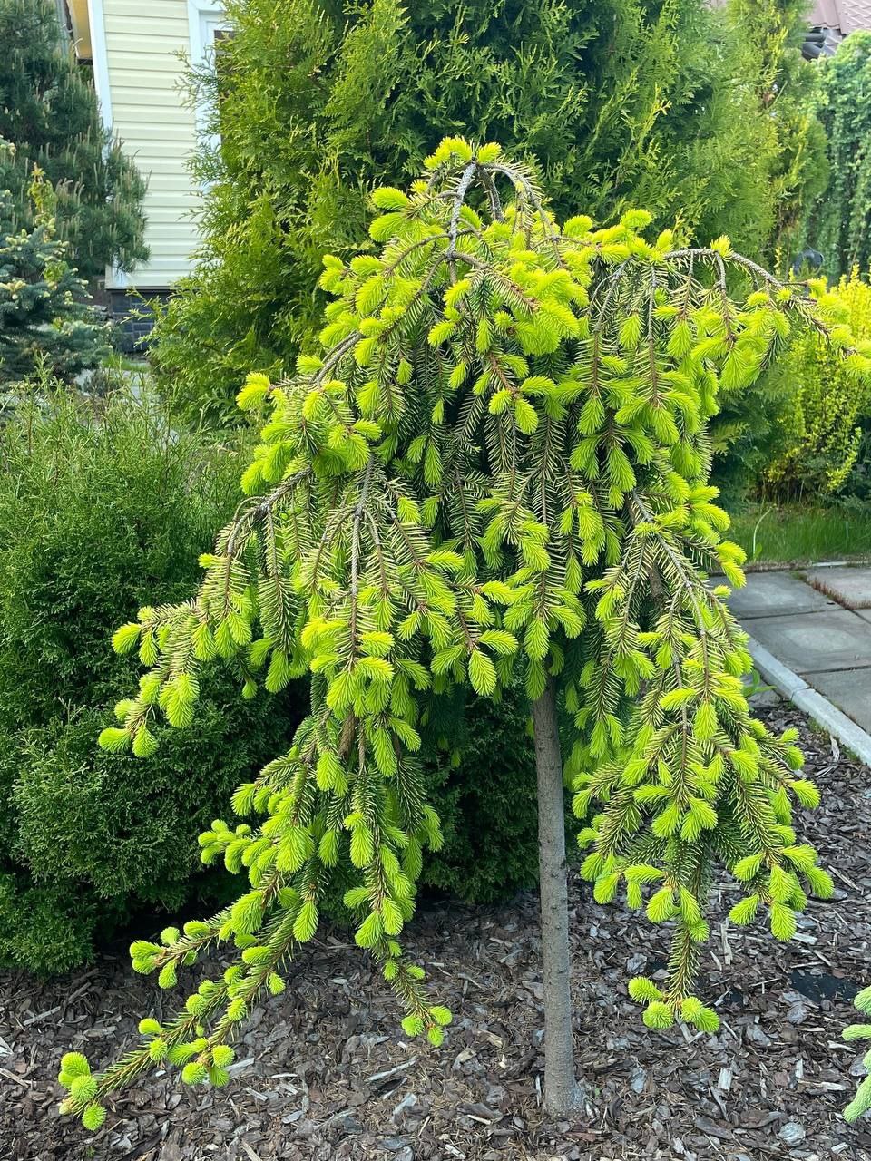 Picea abies 'Gold Drift'