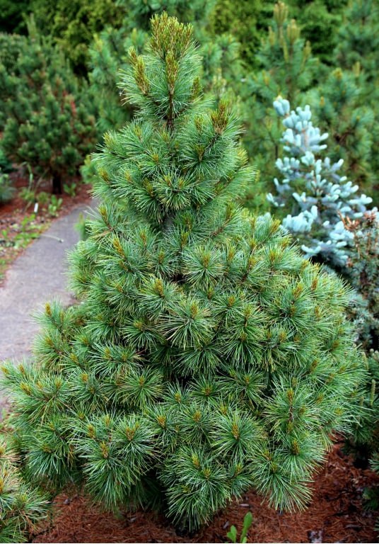 Pinus sibirica 'Enotik'