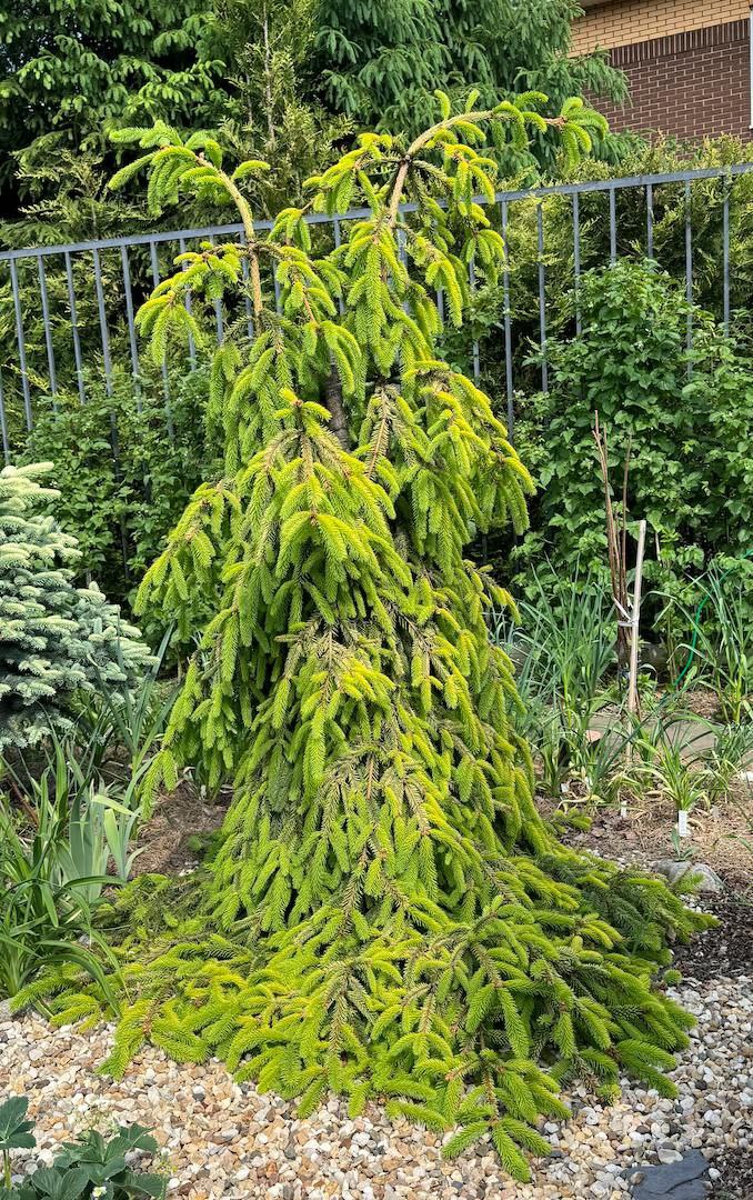 Picea abies 'Gold Drift'