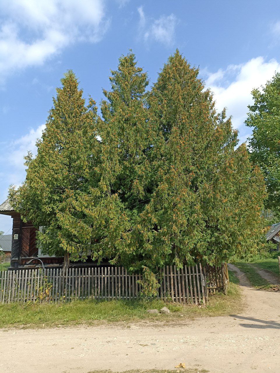 Thuja occidentalis