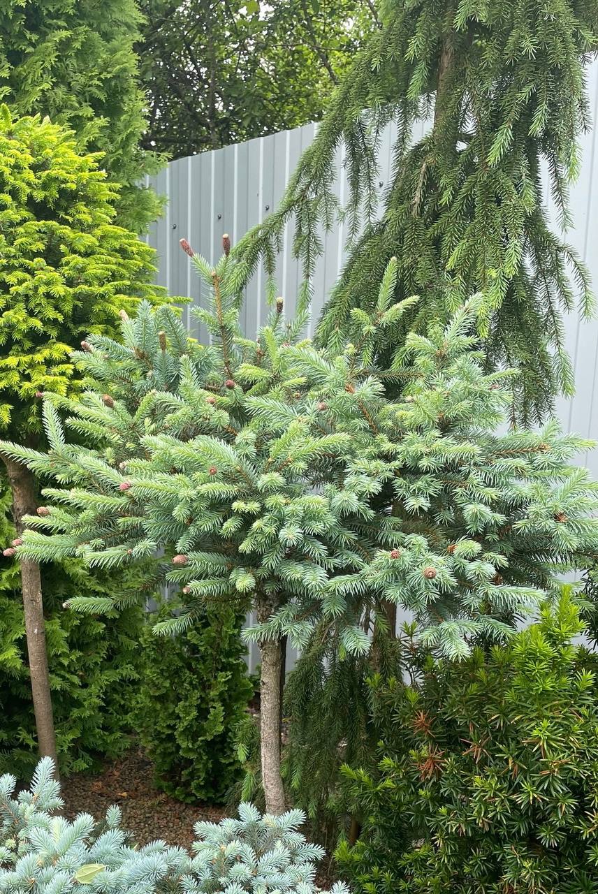 Picea pungens ‘Hermann Naue’