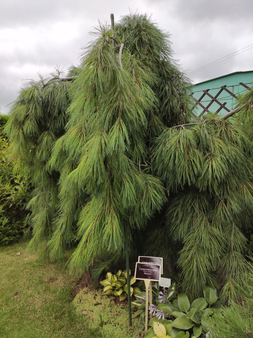 Pinus strobus ‘Pendula’