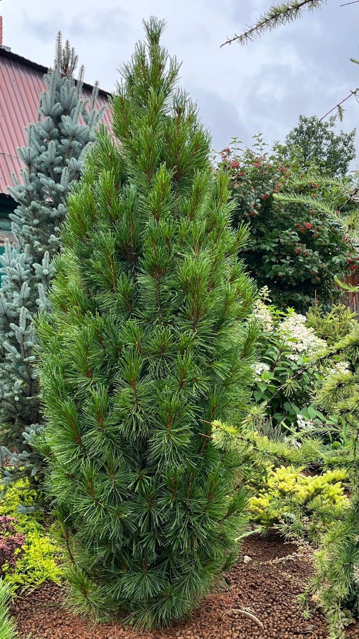 Pinus cembra ‘Stricta’