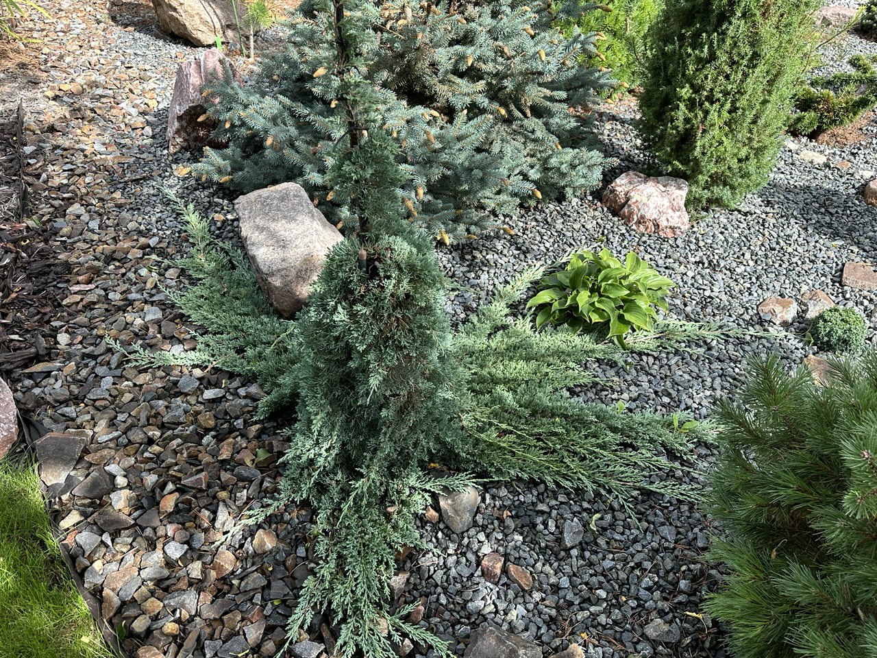 Juniperus horizontalis ‘Icee Blue’