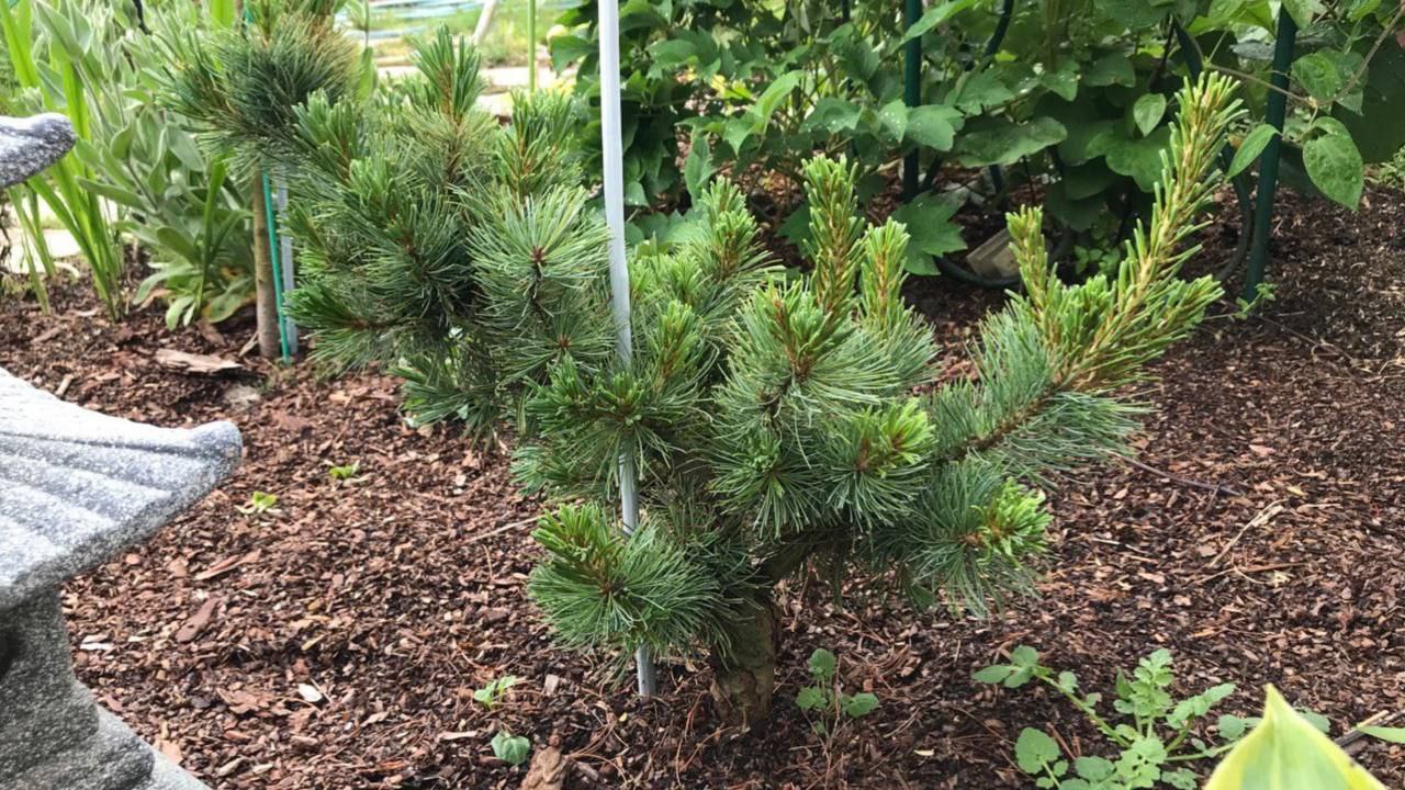 Pinus parviflora 'Shizukagoten'