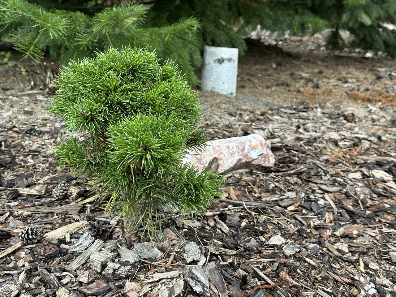Pinus mugo ‘Winzig’