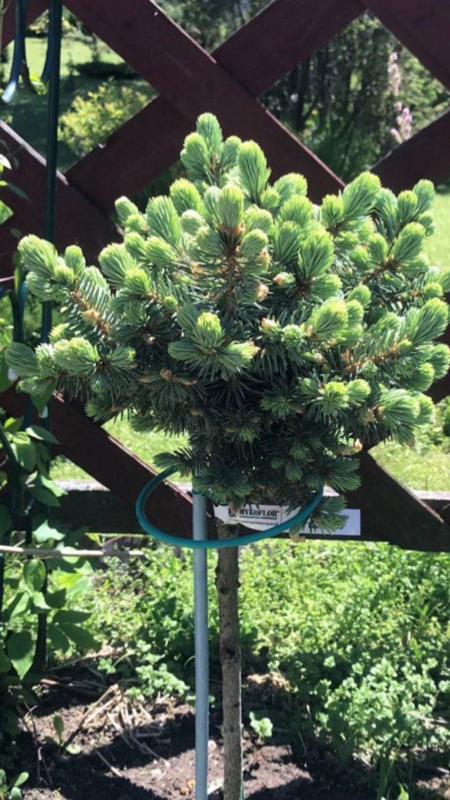 Picea pungens 'Kutchebo'