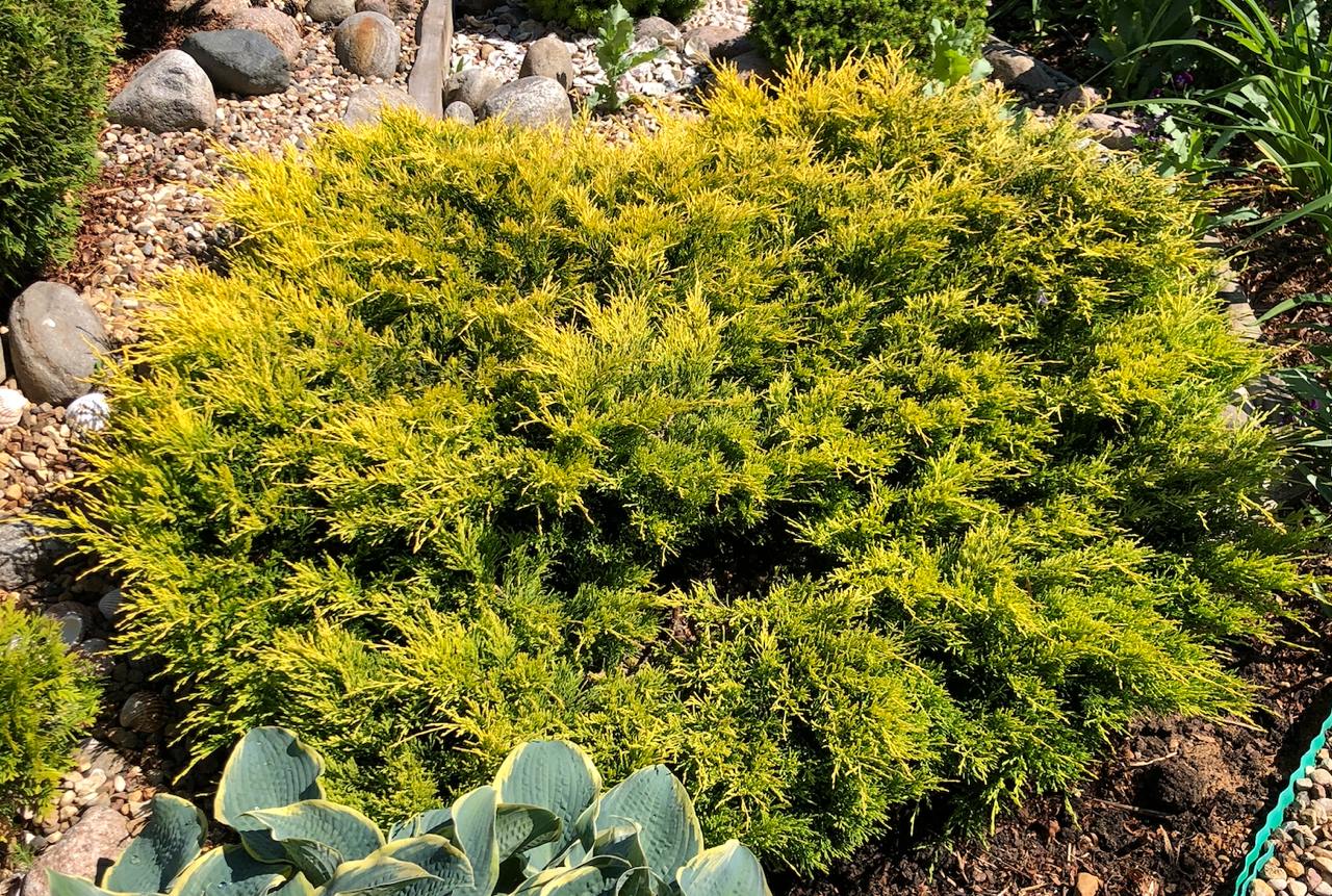 Juniperus horizontalis ‘Lime Glow’