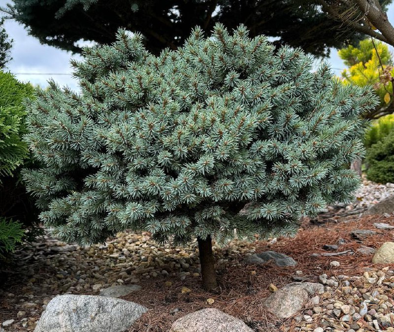 Picea pungens ‘Waldbrunn’