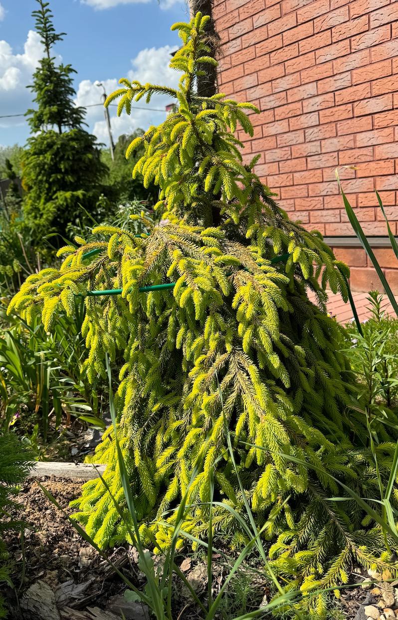 Picea abies ‘Gold Finch’