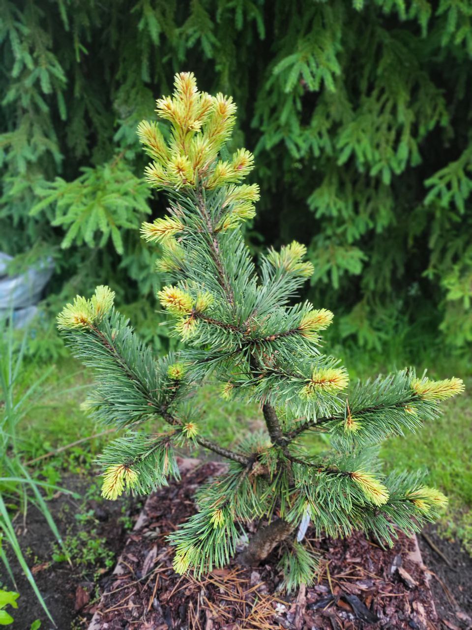 Pinus contorta ‘Taylor's Sunburst’