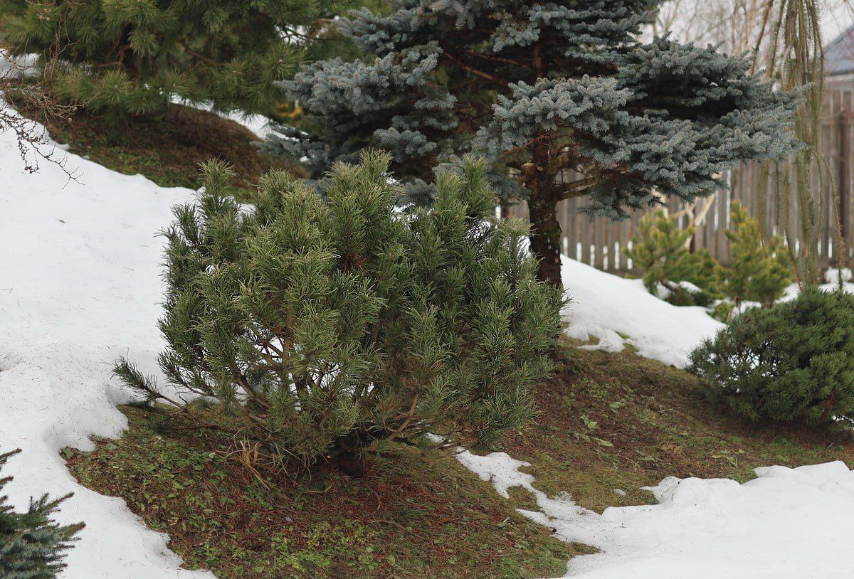 Pinus contorta 'Krnak'