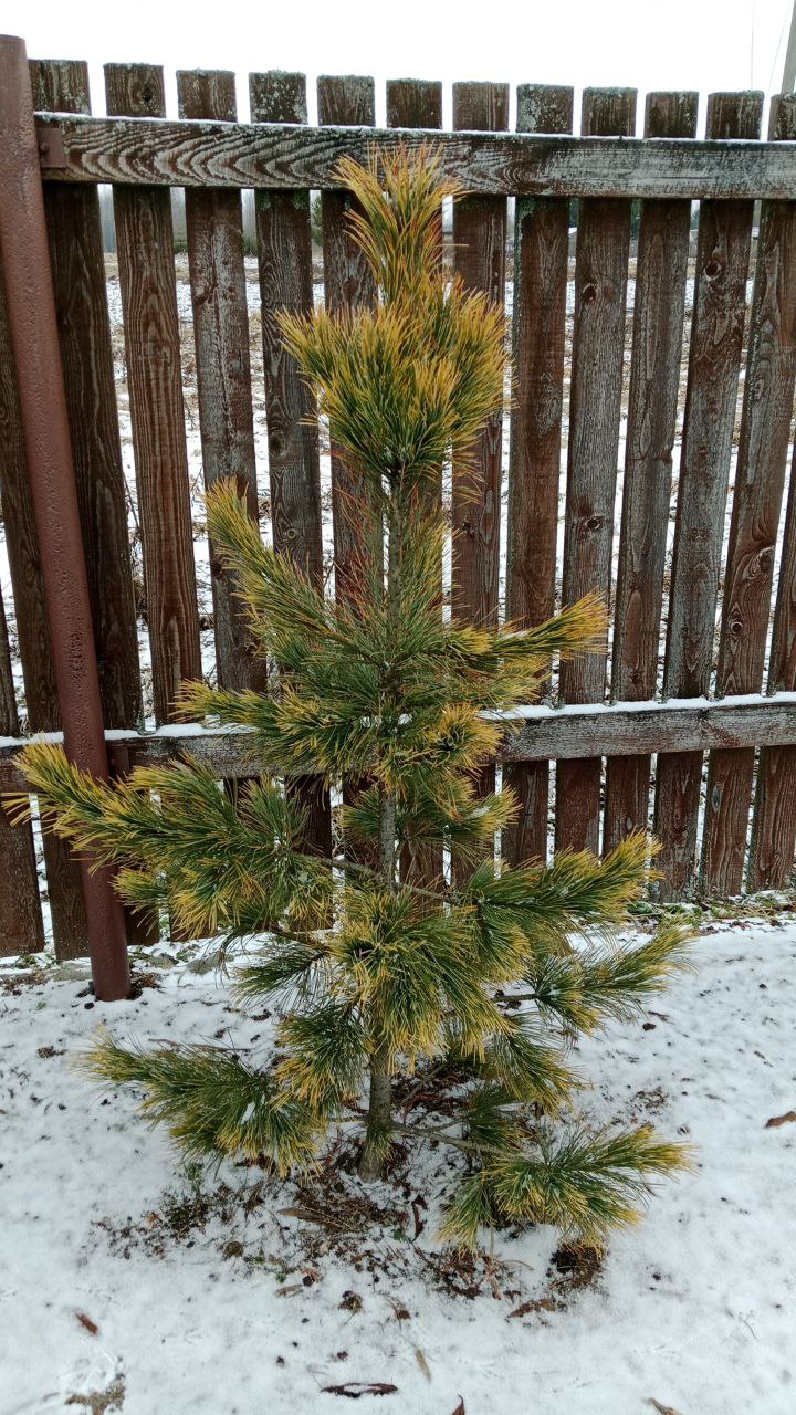 Pinus cembra 'Aurea'