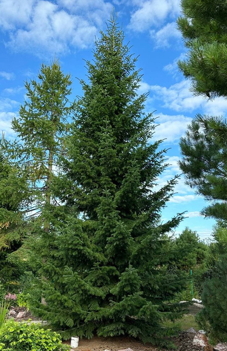 Abies sibirica