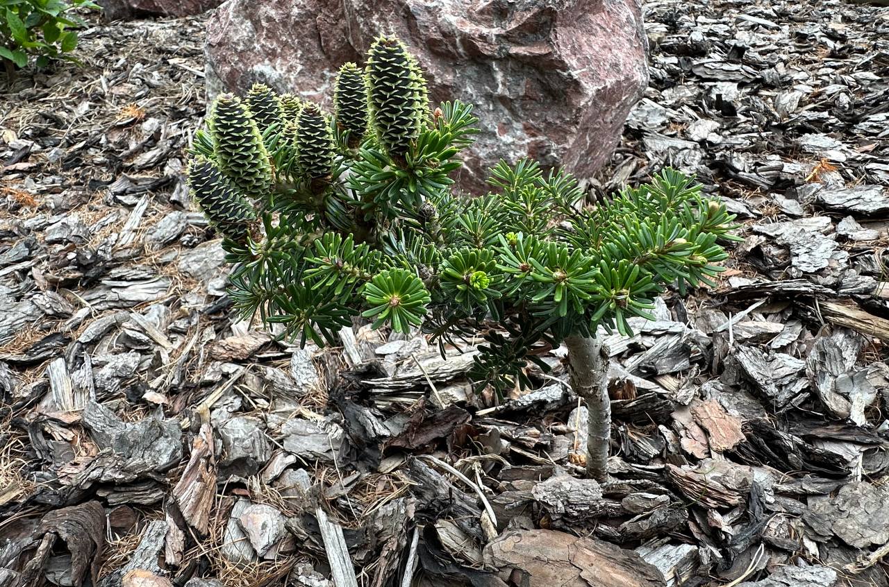 Abies koreana ‘Gait’