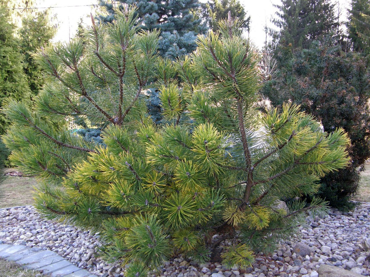 Pinus mugo ‘Amber Gold’