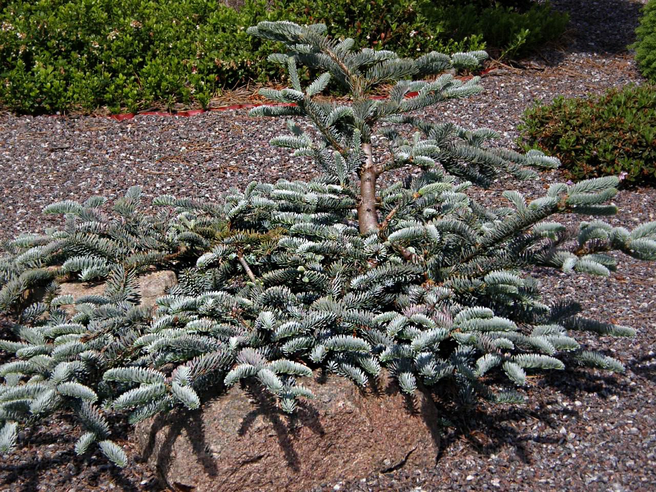 Abies procera ‘Glauca Prostrata’