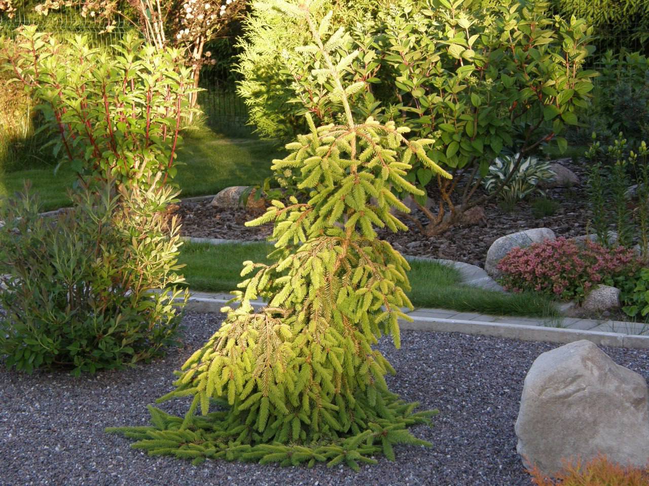 Picea abies ‘Gold Drift ‘