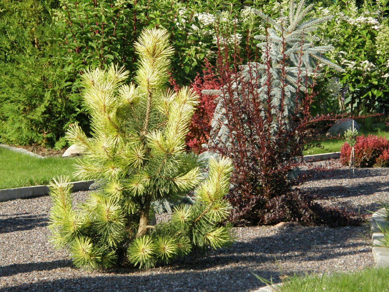 Pinus contorta ‘Taylor's Sunburst’